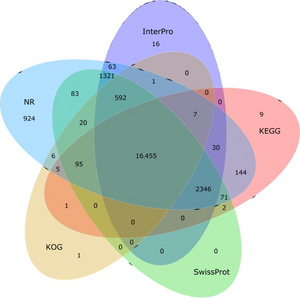 Finless porpoise gene function annotation results in a statistics Venn diagram using five public databases: NR, InterPro, KEGG, SwissProt and KOG