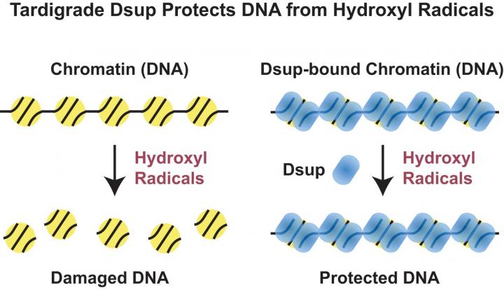 Tardigrade Dsup Protection Graphic