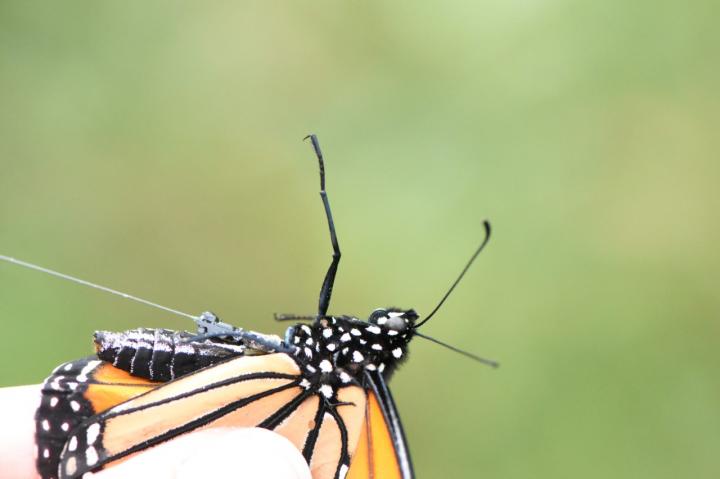 A monarch fitted with a radio tracker
