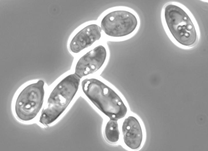 <i>Yarrowia lipolytica</i>