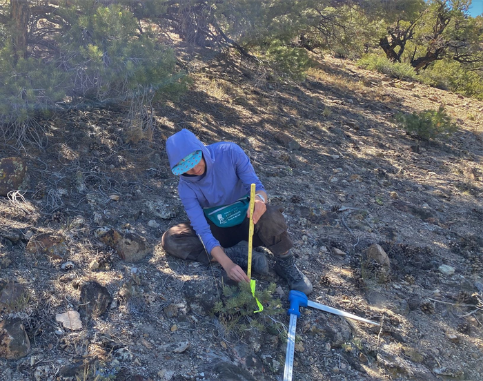 Student measuring sapling