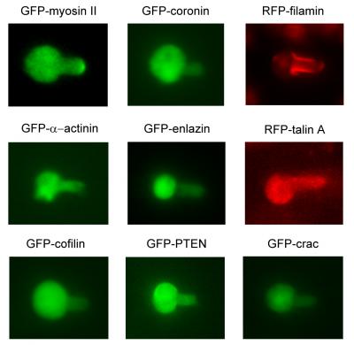 Cytoskeletal Protein Migration Due to Cellular Deformation