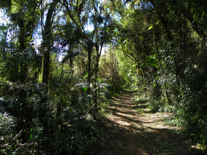 Secondary forests