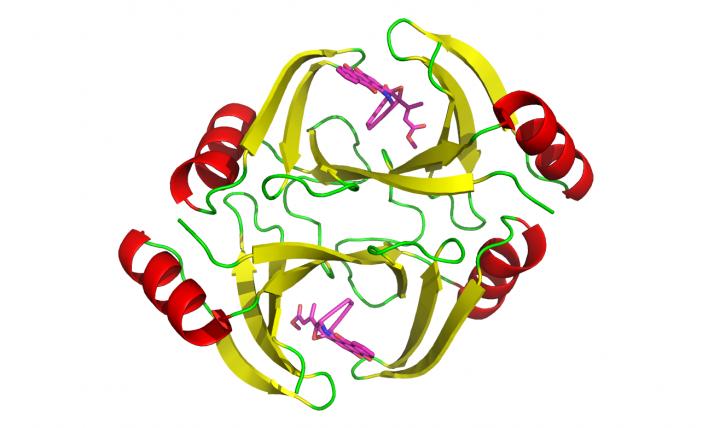 Bacterial Study Images
