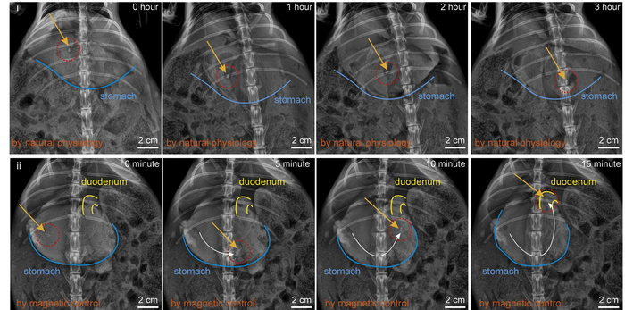 Fibot in rabbit’s intestine