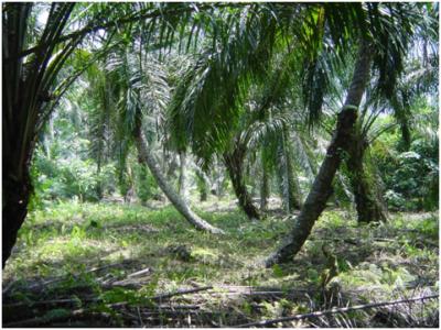 Oil Palm Plantations on Peat