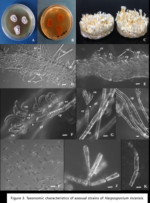 Figure 3. Taxonomic characteristics of asexual strains of Harposporium incensis.