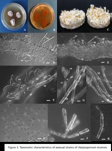 Figure 3. Taxonomic characteristics of asexual strains of Harposporium incensis.