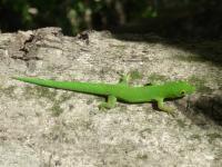 Anjouan Day Gecko
