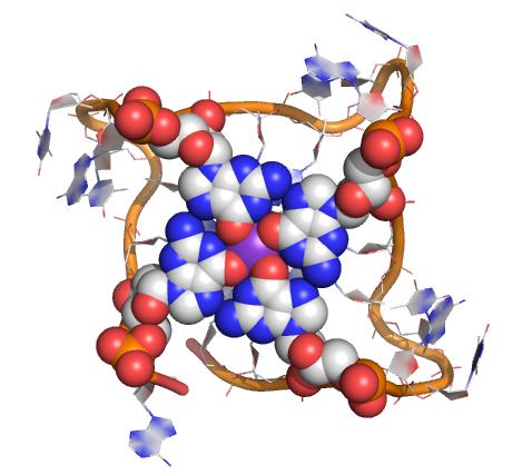 Structure of Four-Strand DNA