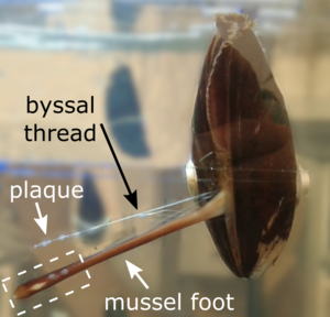 Bissal threads and glue plaques anchor mussels