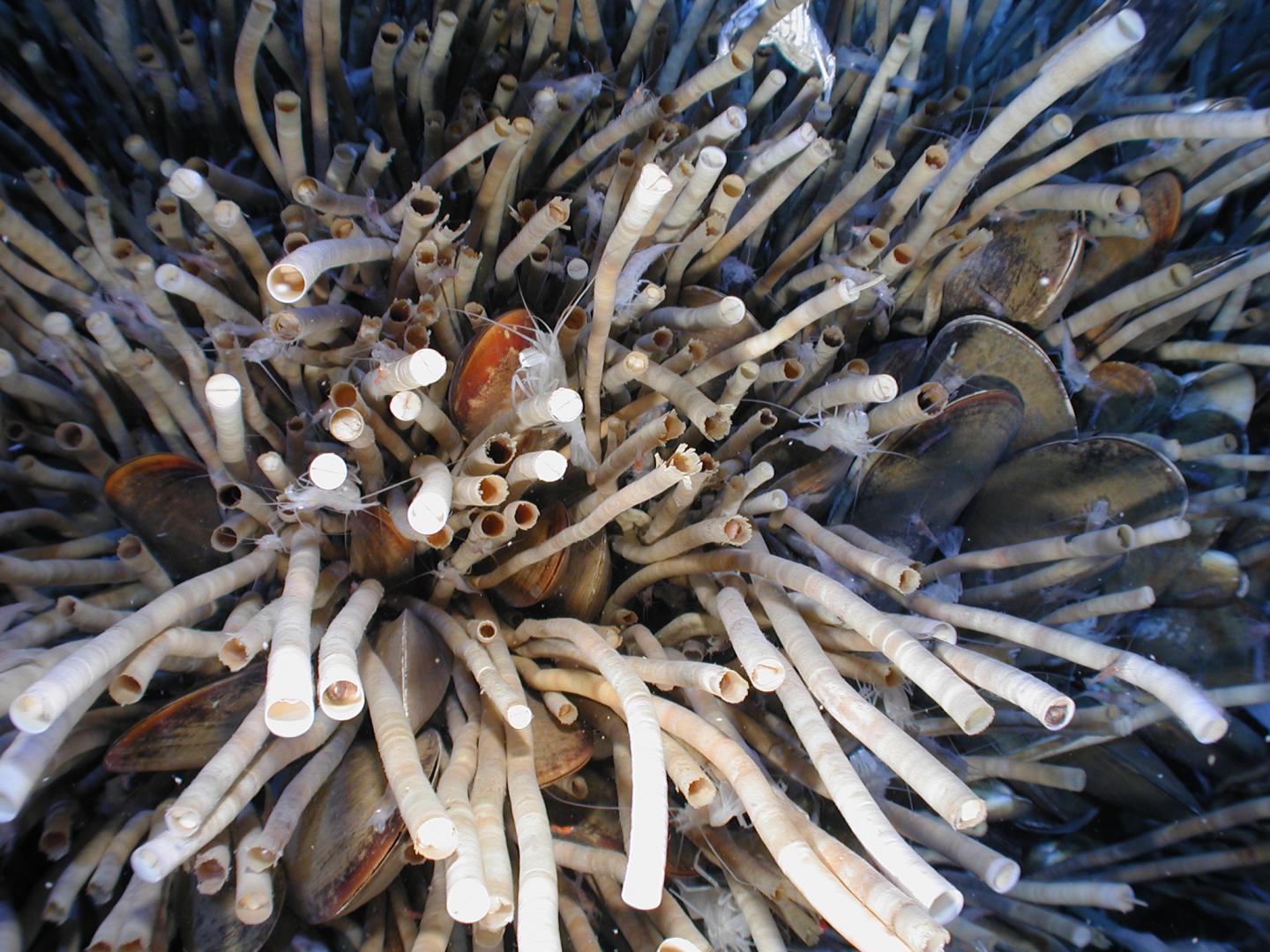 Is this Gulf of Mexico tubeworm the longest l | EurekAlert!