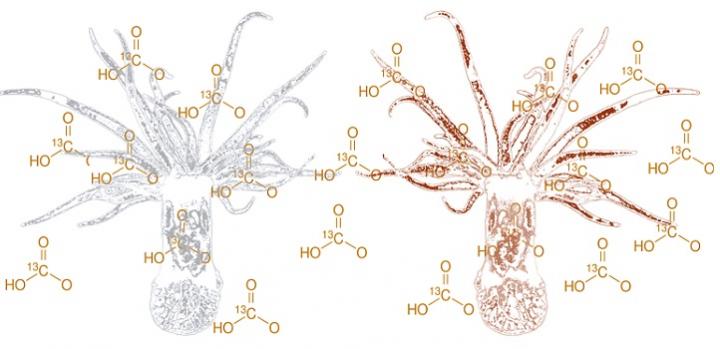 Bleached and Unbleached Aiptasia