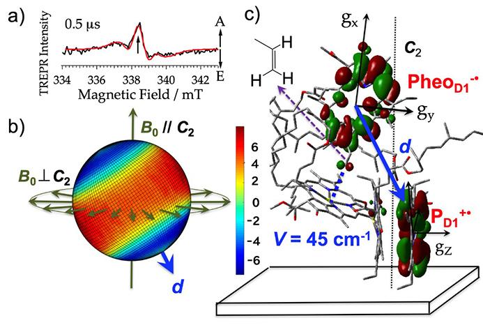 Mechanism Behind the Electric Charges Generated by Photosynthesis