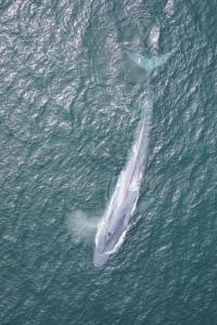 A Blue Whale Migrates in the California Current, USA (2 of 2)