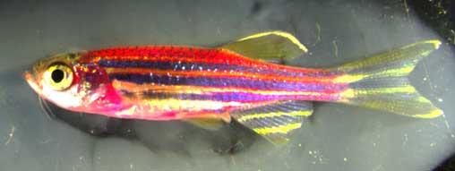 Skinbow Zebrafish
