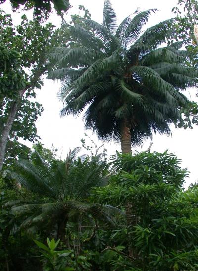 Trees' Diminished Resistance to Tropical Cyclone Winds Attributed to Insect Invasions