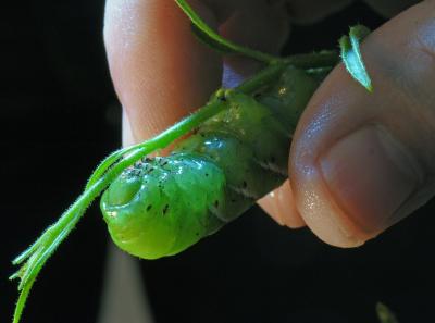 Tobacco Hornworm