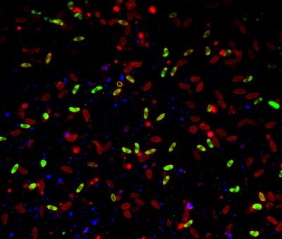 An ISGlobal Team Achieves Massive Sexual Conversion of the Malaria Parasite in a Dish