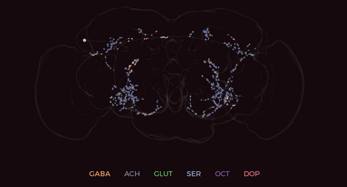 Neurotransmitter prediction