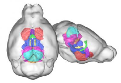 Structural Changes Identified in Brains of Mice with 16p11.2 Deletion using MRI