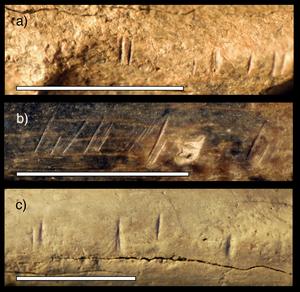 Close-up photos of three fossil animal specimens from the same area and time horizon as the fossil hominin tibia studied by the research team