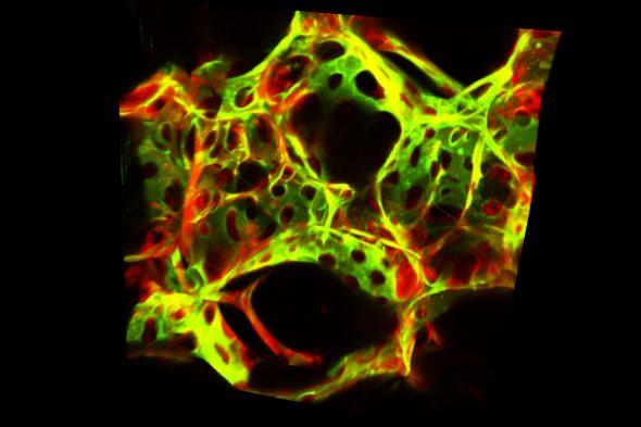 Endothelial and Nonendothelial Cells