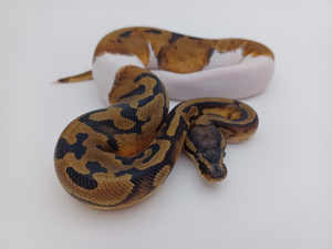 Piebald ball python snake