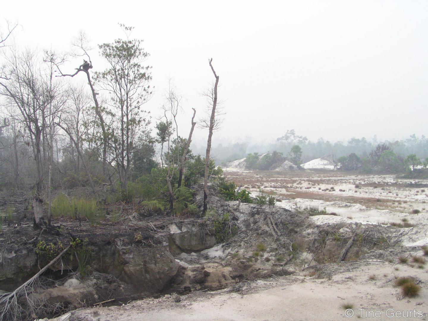 Orangutans Show Vulnerability and Resilience to Different Kinds of Human Influences (7 of 12)