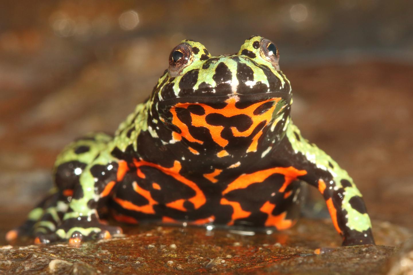 Bellied toad hot sale