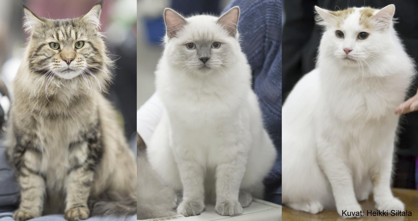 Cat Breeds Differ from Each Other in Behavior
