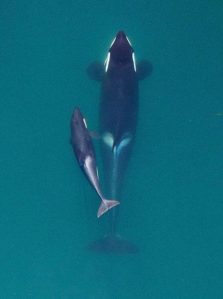 Killer Whale with Her Calf