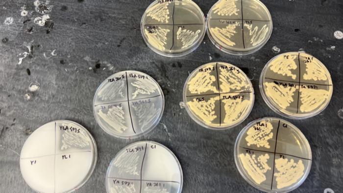 Plate testing of microbes