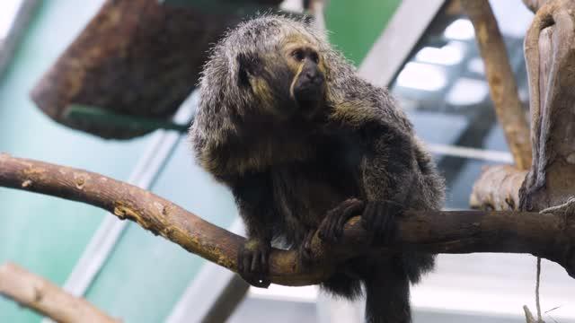 Saki Monkeys Get Screen Time to Boost Wellbeing