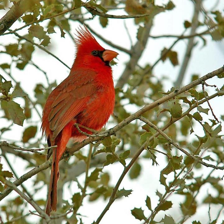 Northern Cardinal