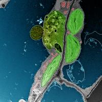 Salk Scientists Uncover How Plants Thrive Using a Natural Mechanism to Recycle Chloroplasts