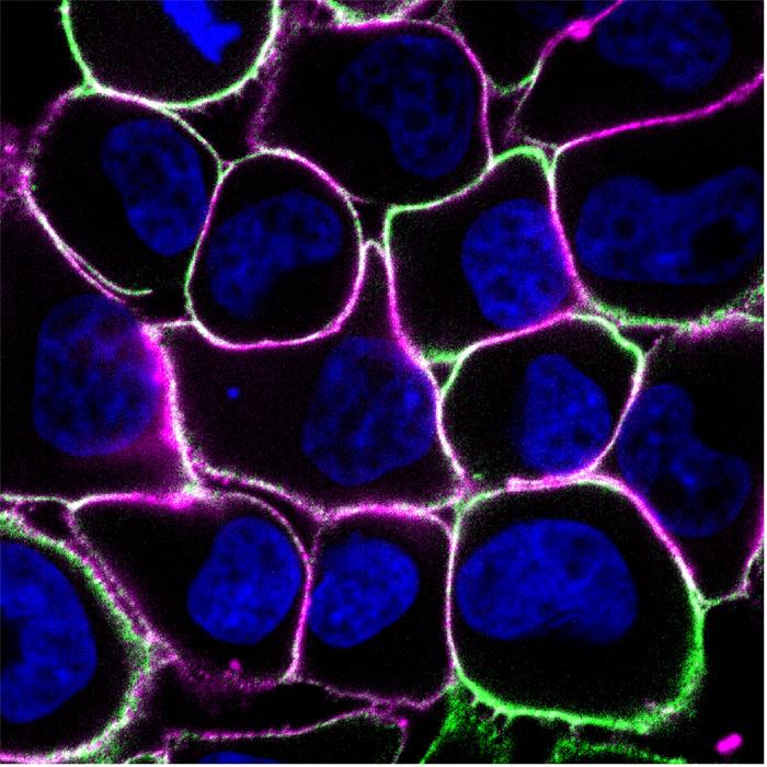 Cancer cells cooperate