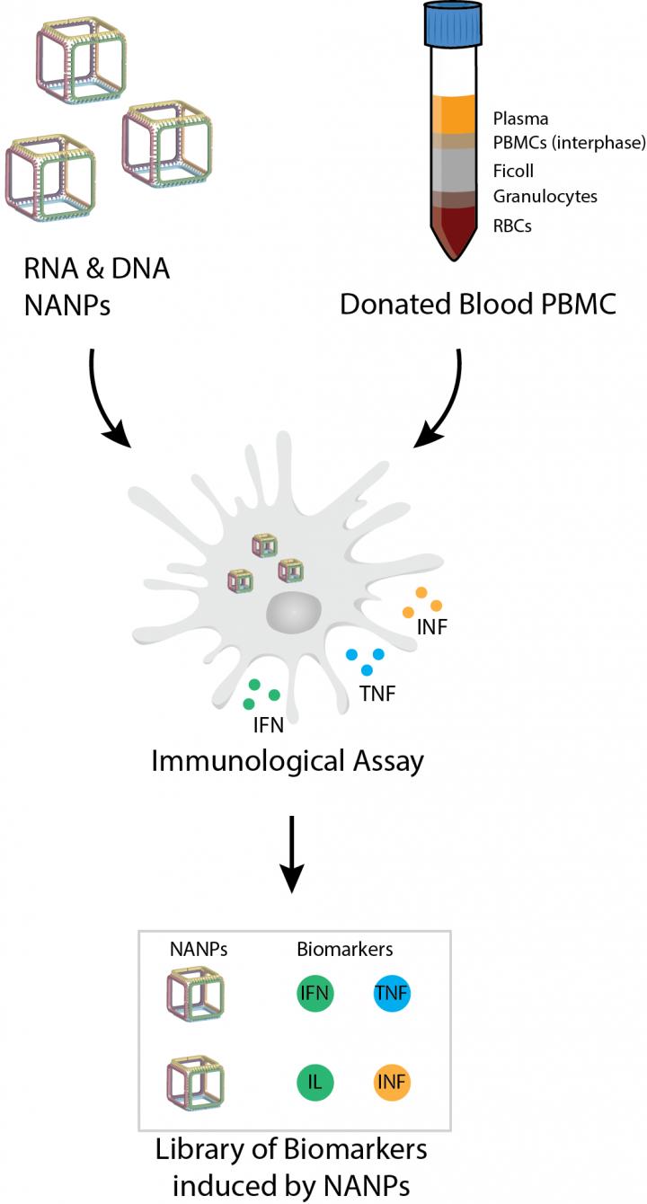 Evaluation of Nucleic Acid Nanoparticles Table of Contents