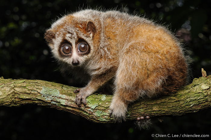 Pygmy slow Loris