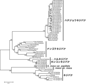 図5．ネジバナの仲間の分子系統樹。