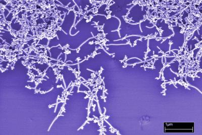 NIST Develops Rapid Method for Judging Nanotube Purity