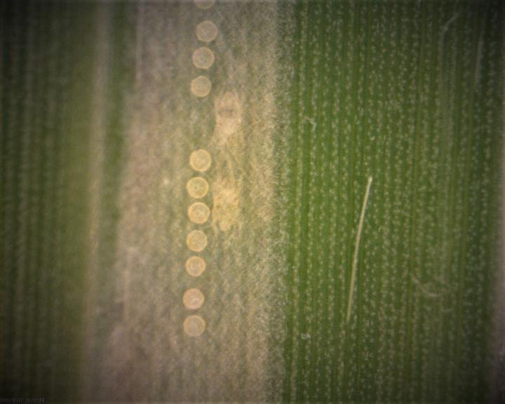 Why Some Mites Are Mightier than Others: the Evolution of Lethal Fighting in a Spider Mite