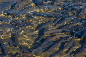 rainbow trout