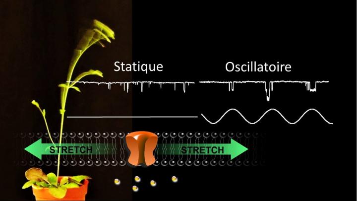 Plants are endowed with mechanosensitive channels