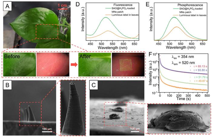 Figure 2 | The performance of SAO@H3PO4 embedded within the plant leaf.