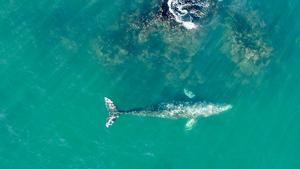 Gray whale