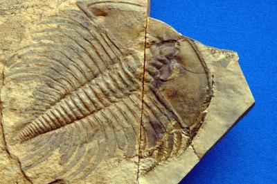 Creature from the Cambrian Period