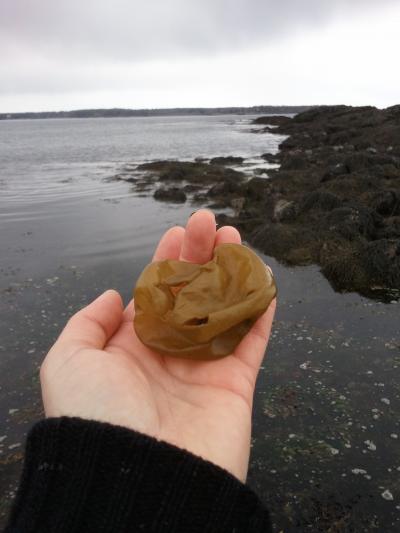 <i>Colpomenia peregrina</i>