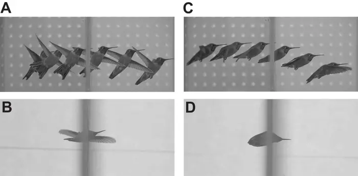 A hummingbird using two techniques to pass through a small aperture, either flying sideways or darting forward with wings tucked back like a bullet