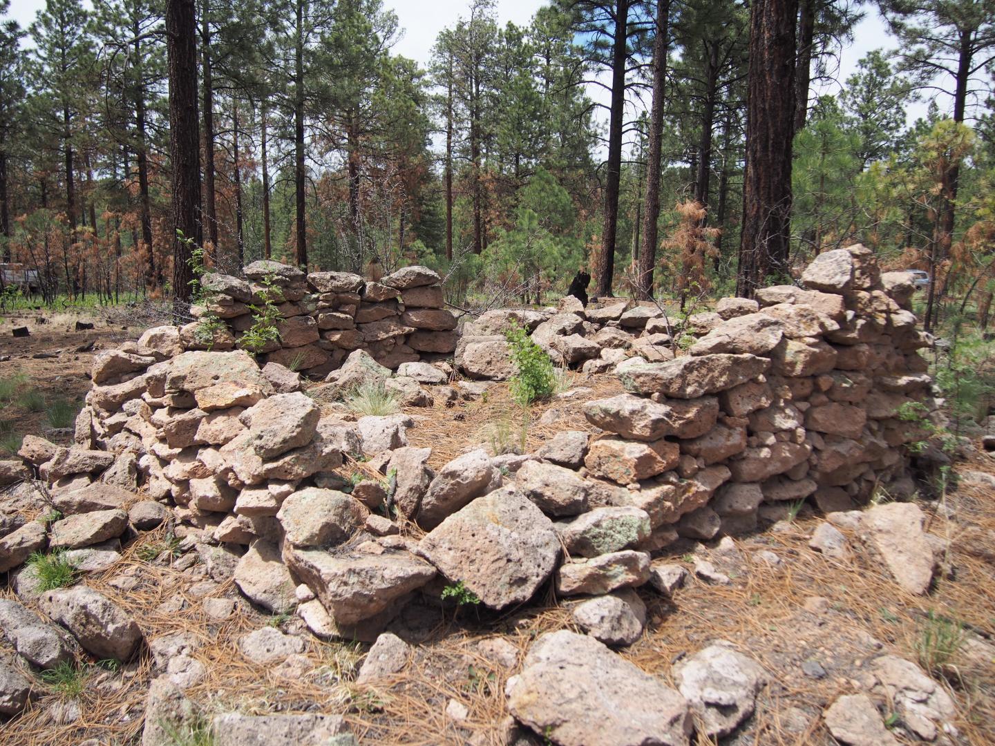 Archaeological remains of a "fieldhouse" in Jemez ponderosa pine forests.